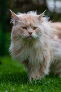 Maine Coon Kater im Wildlook sucht ab Ende August tolles Zuhause