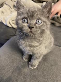 BKH Kitten