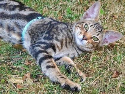 Biete Deckkater / Kater / Katze zum Decken / Deckkatze / OKH / Abessinier
