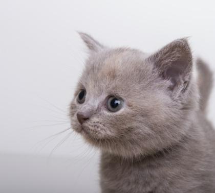 Bkh Kitten suchen ein neues zu hause