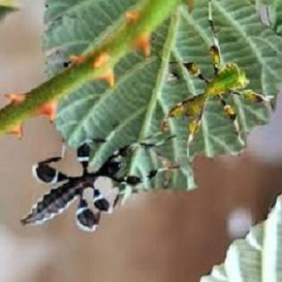 Wandelndes Blatt Phyllium philippinicum Nymphen
