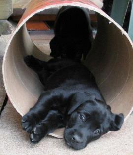 Labrador Retriever Welpen vom Sauboden FCI