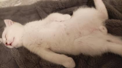 Deckkater KEUN VERKAUF