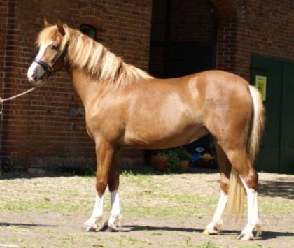 Wunderschöne walisische Ponys Pferde
