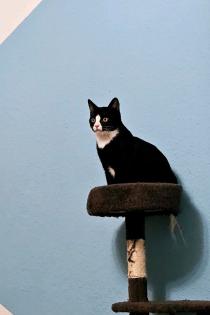 BKH Katzen suchen neues zu hause