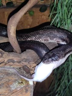 Biete 1. 1 Erdnattern Pantherophis obsoletus