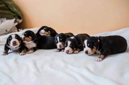 Großen Schweizer Sennenhund Welpen mit Ahnentafel FCI