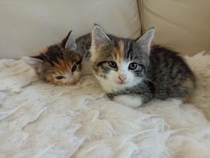 Glückskätzchen, Kleine Kätzchen, Kitten