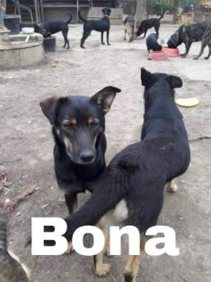 Bona. ist eine schüchterne Hündin, sehr lieb und freundlich