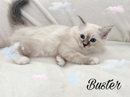 Heilige Birma Kitten / unsere zuckersüßen Wölkchen