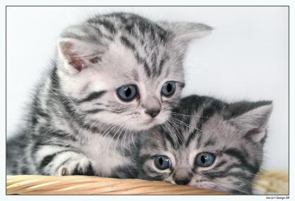 Träume in Marmor Britisch Kurzhaar Babys silver-tabby