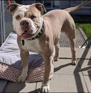 Old english bulldog Welpen OEB Bulldogge