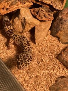 Leopardgecko abzugeben