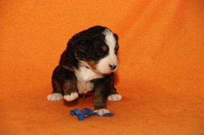 Berner Sennenhundwelpen