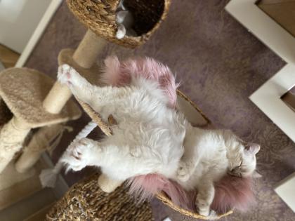 Birma Kitten mit Stammbaum inkl. 2 Impfungen blue lilac Point Tabby