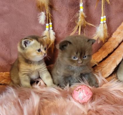 Bkh Kitten in seltener Farben. Stammbaum