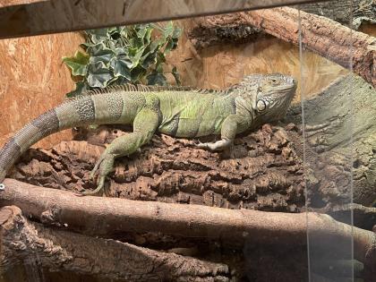 Grüner Leguan Weiblich 9 Jahre alt mit Papieren Iguana iguana