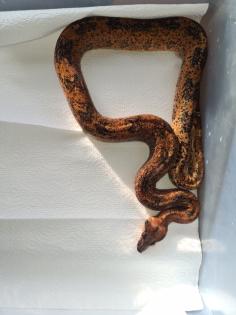 Boa constrictor Morphen
