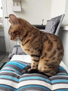 Unsere Süße Bengalkatze Cleo hat 3 Süsse Kitten bekommen