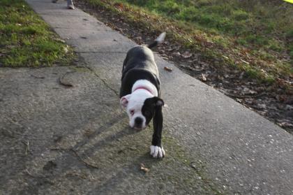 American Bulldog Welpen suchen Traumschloss