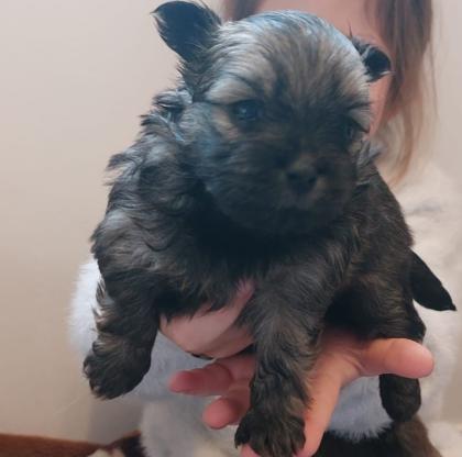 Yorkshire-Pomeranian Zwergspitz Welpen