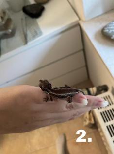 Höckerkopfgeckos
