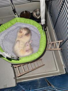 Mein Frettchen Max sucht ein neues Zuhause