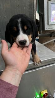 Schweizer Sennenhund Welpen