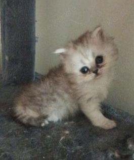 Perser Kitten 12 Wochen alt