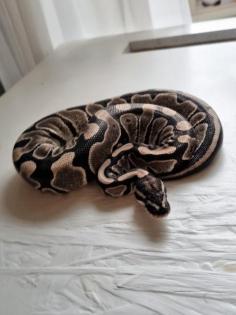 0. 1 Female VPI Axanthic - Königspython Python Regius - Ballpython
