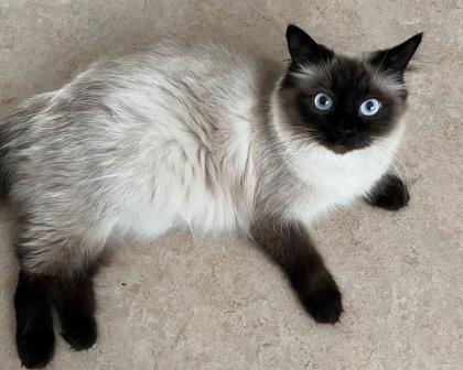 Ragdoll katze