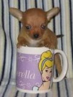 Mini-Chihuahua Welpen