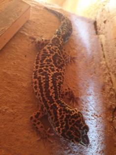 5 Leopardgecko Weibchen abzugeben