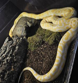 Albino Tigerpython 4 Jahre alt zu Verkaufen