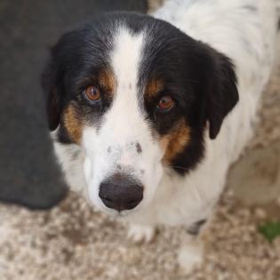 Margarita / Status sucht ein Zuhause