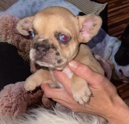 Französische Bulldogge Welpen