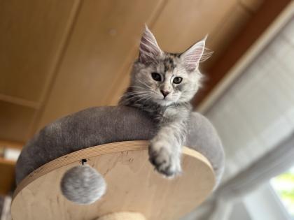 Maine Coon Kitten black silver torbie und red silver sehr hell mit Stammbaum