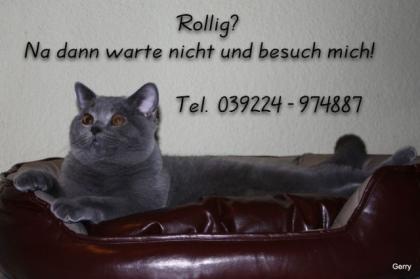 Verschmuster BKH Deckkater, wartet auf d rollige Miezen