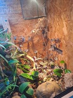 1. 0 Kornnatter Anery Scaleless Terrarium Zubehör