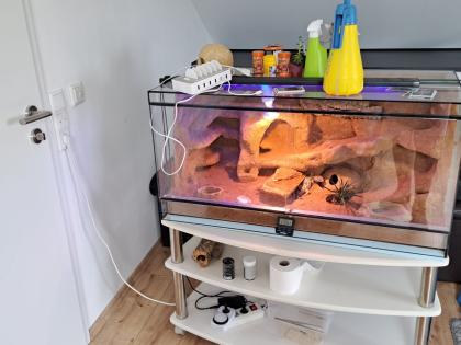 Verkaufe Leopardgecko und Terrarium