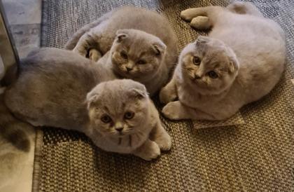 Bkh schottische kitten