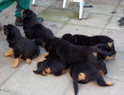 Rottweiler - Welpen Hündin