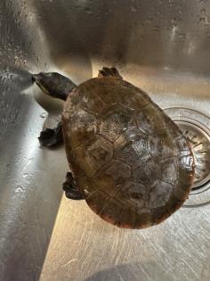 Wasserschildkröte Emydura subglobosa