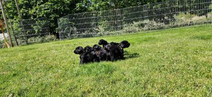Riesenschnauzer Welpen