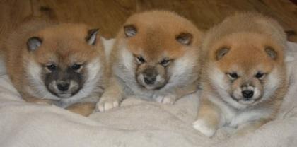 24 Jahre Shiba Inu Zucht in Sachsen