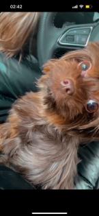 Yorkshire Terrier Schocko Weibchen in Saarbrücken schwarzenholz