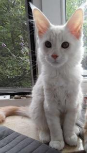 Maine Coon schönheit Izasu sucht Ihre Familie