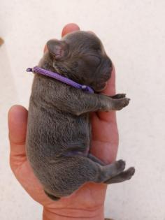 Welpen Französische Bulldoggen