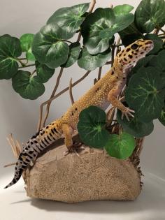 Leopardgecko aus Rostock 24. 11. 2024