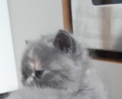 Bkh Kitten, Katzenbabys, weiß, blue, blue tortie